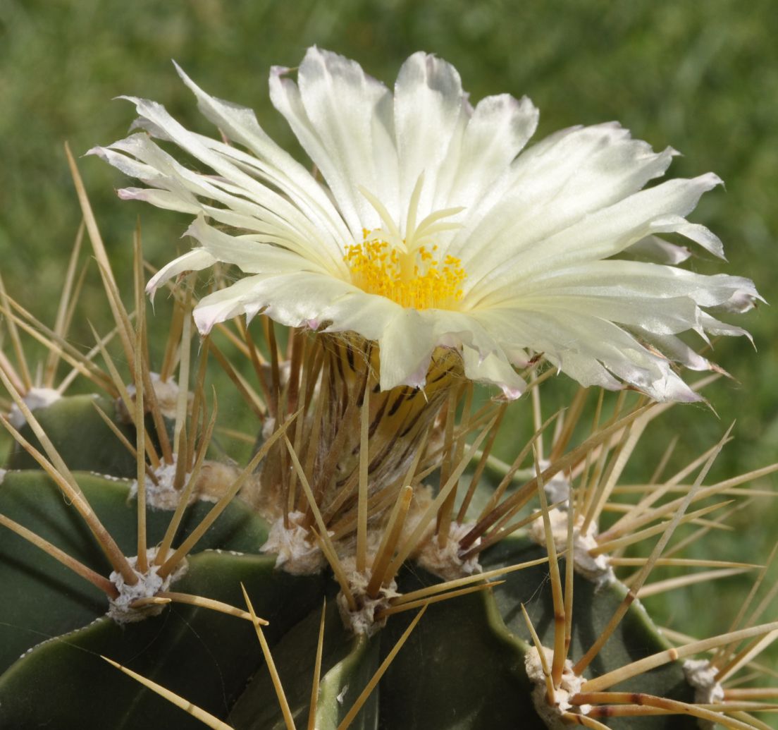 Image of Astrophytum ornatum specimen.