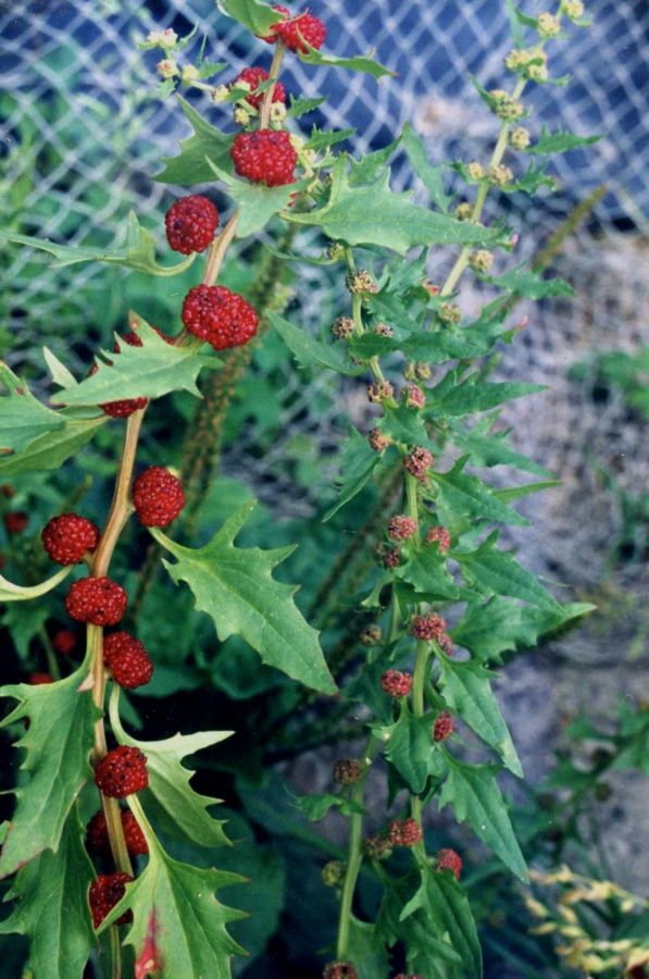 Image of Blitum virgatum specimen.