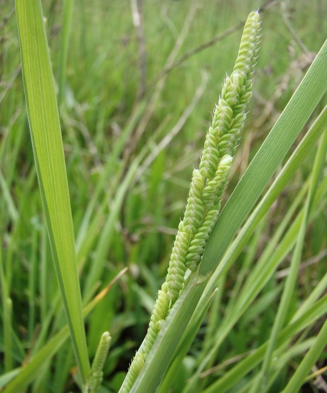 Image of Beckmannia eruciformis specimen.