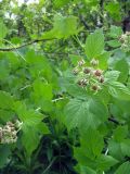 Rubus occidentalis