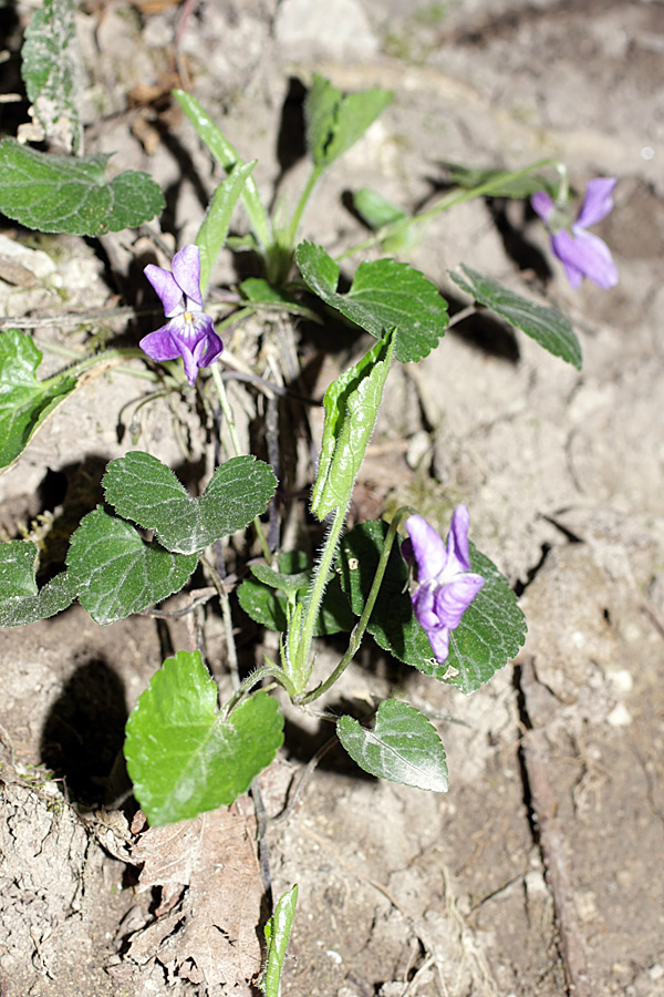 Image of Viola dehnhardtii specimen.