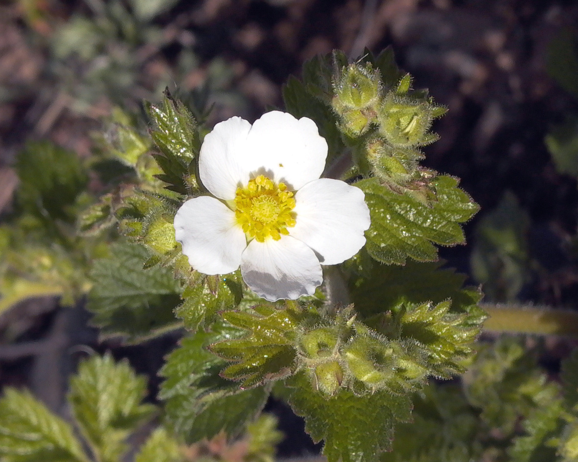 Image of Potentilla inquinans specimen.