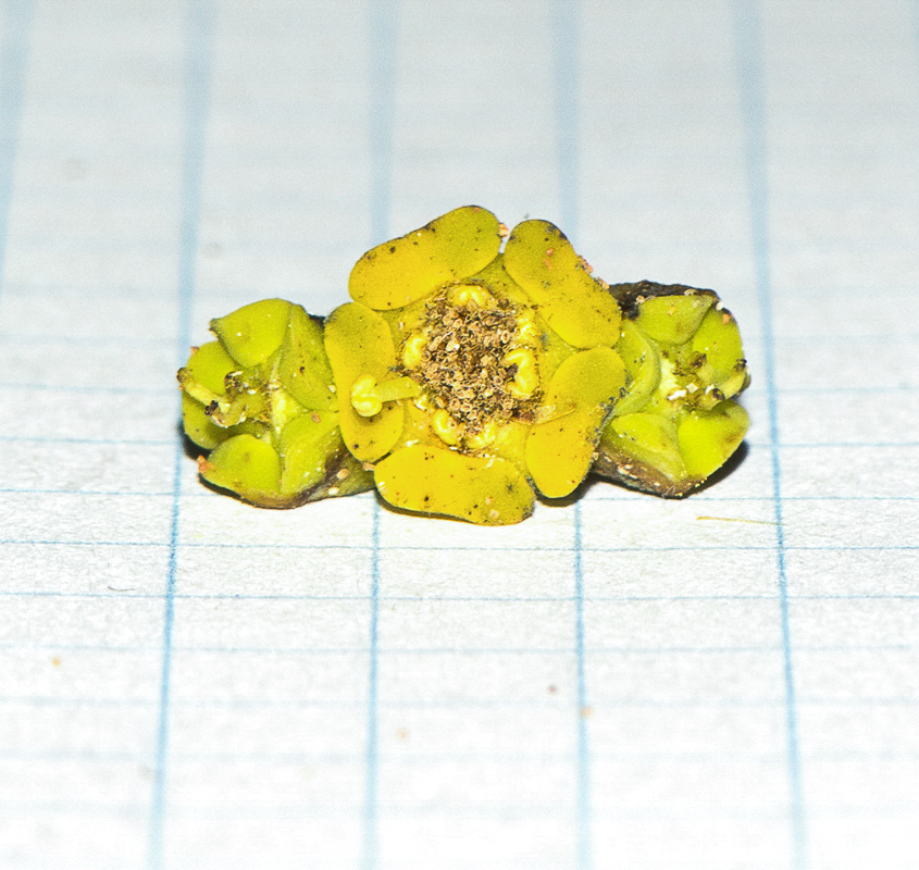 Image of Euphorbia cooperi specimen.