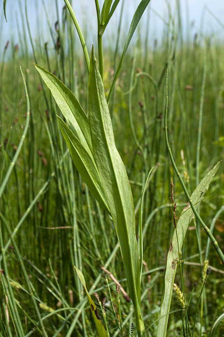 Image of Ranunculus lingua specimen.