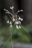 Allium oleraceum. Верхушка побега с соцветием с цветками и луковичками. Московская обл., Одинцовский р-н, окр. дер. Волково, суходольный луг. 19.07.2018.