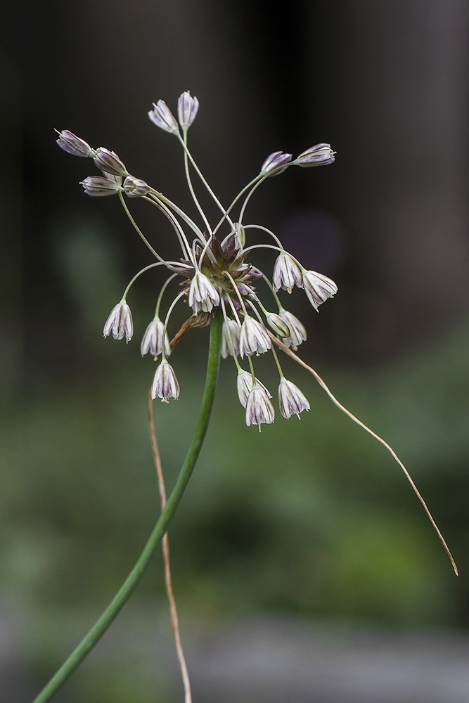 Image of Allium oleraceum specimen.