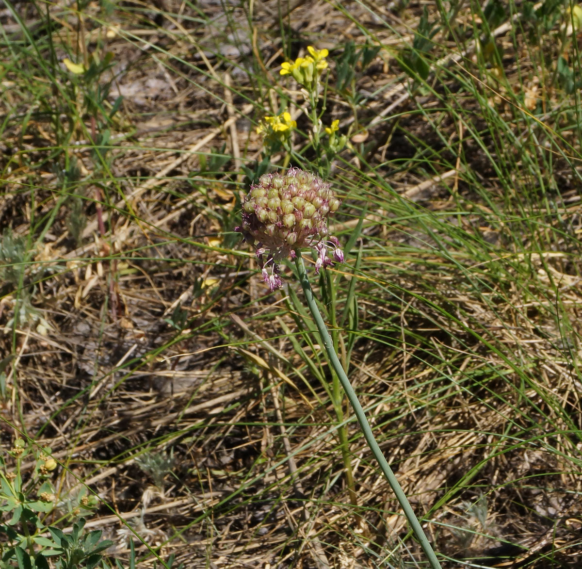 Image of Allium pallasii specimen.