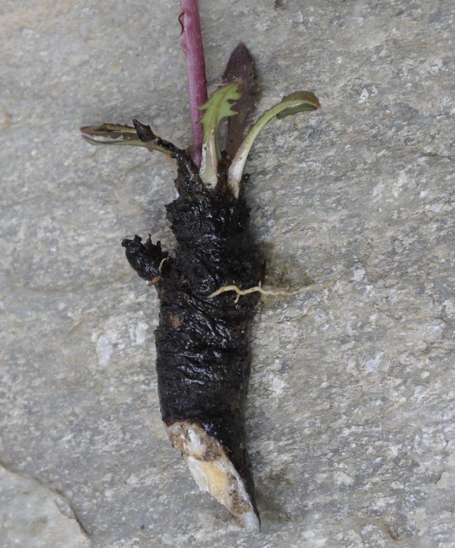 Image of genus Taraxacum specimen.