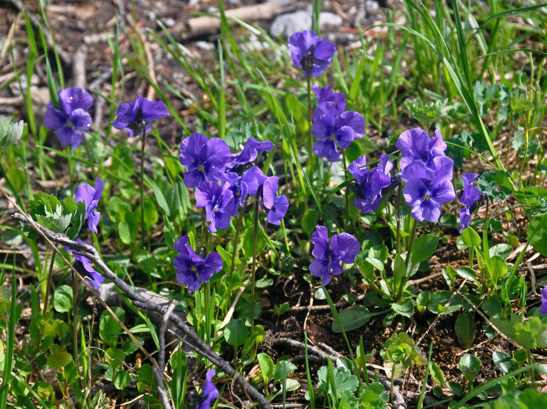 Image of Viola altaica specimen.