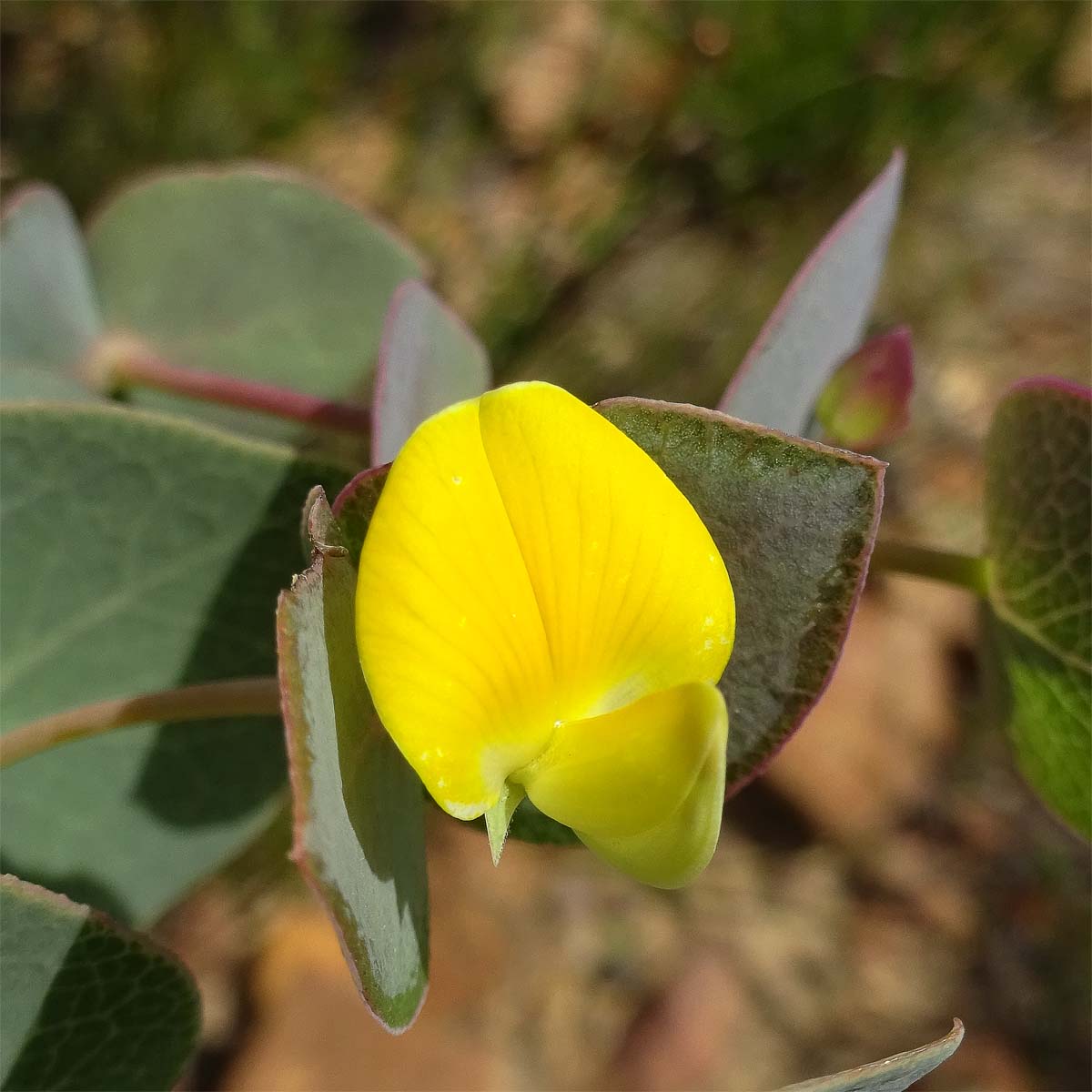 Image of Rafnia acuminata specimen.