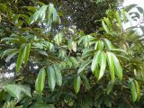 View full-size image Durio zibethinus