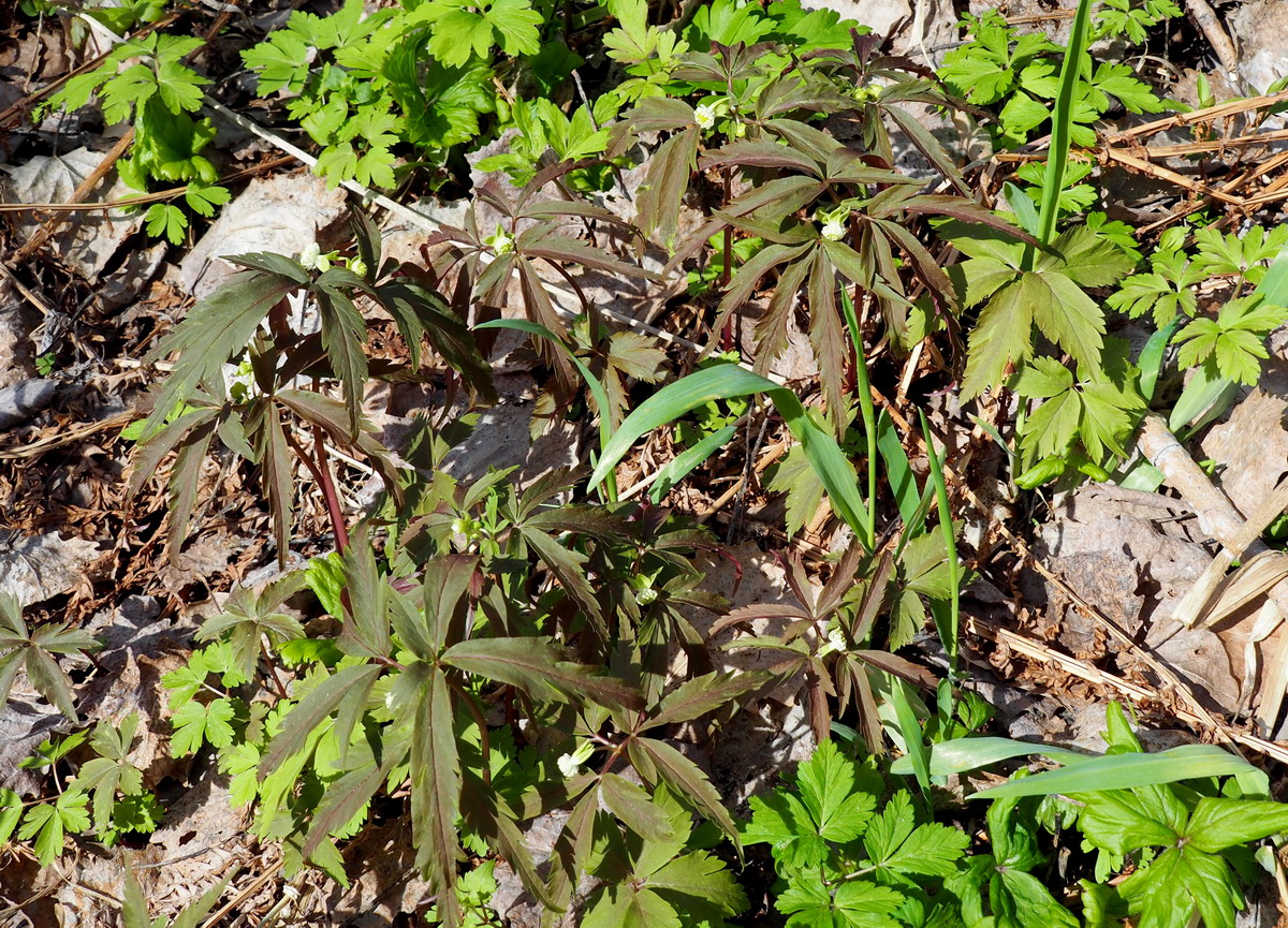 Image of Anemone reflexa specimen.