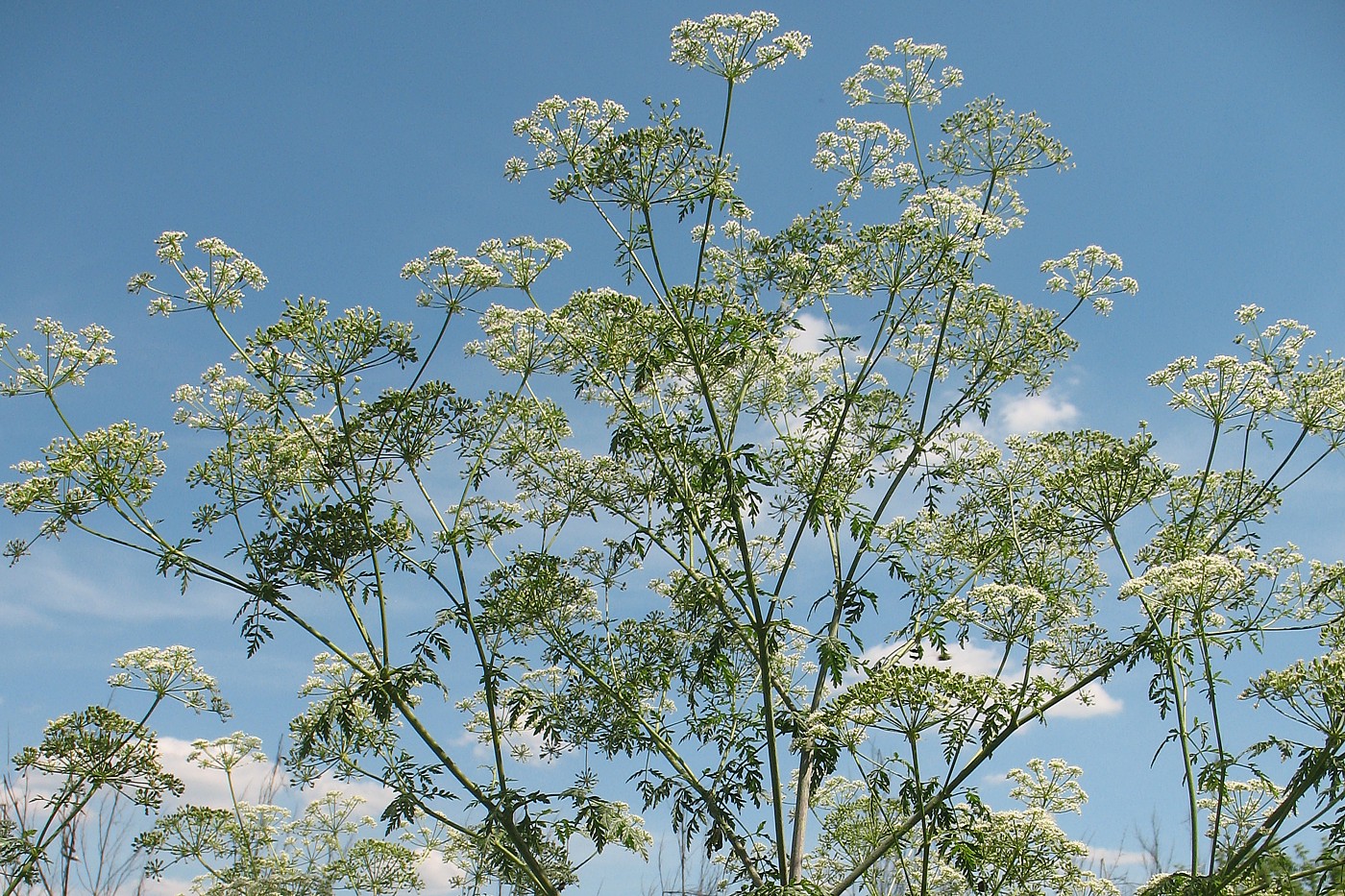 Image of Conium maculatum specimen.