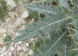 Cirsium argillosum