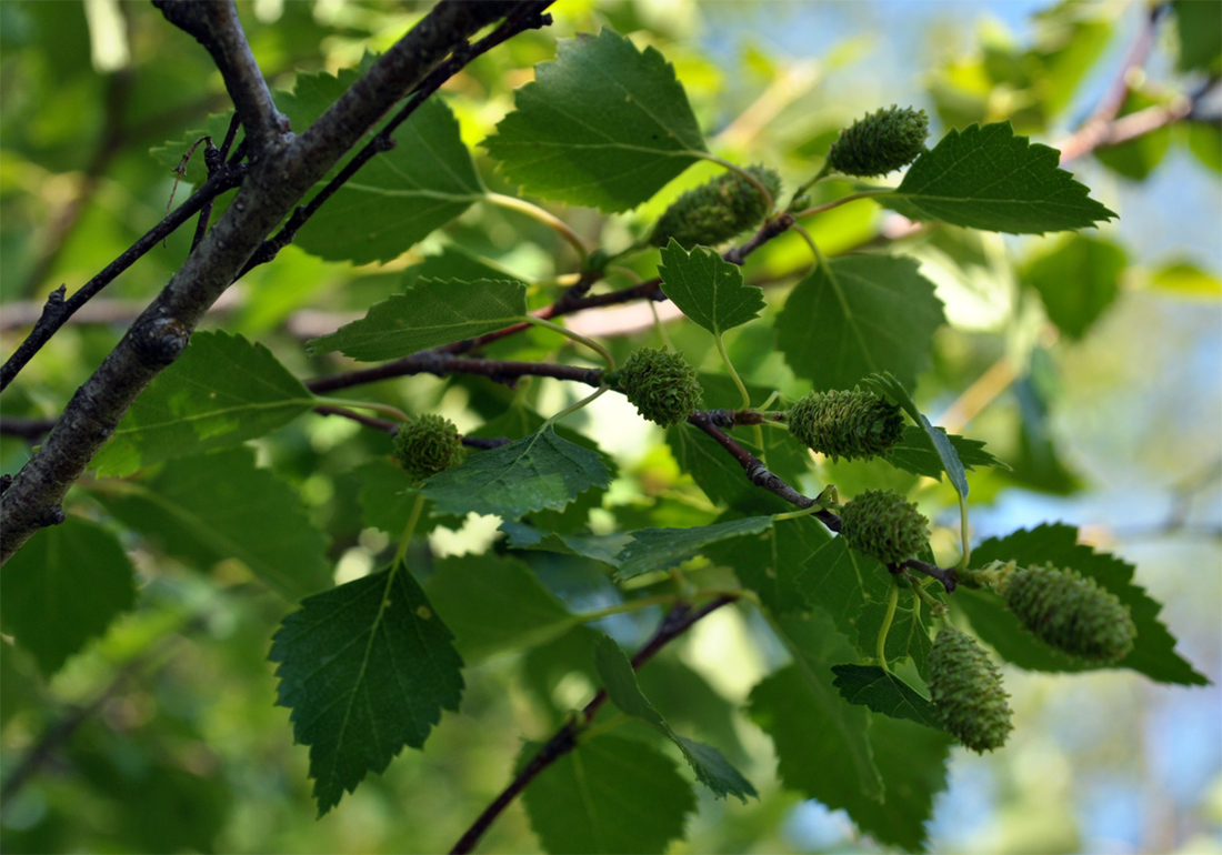 Image of Betula tortuosa specimen.