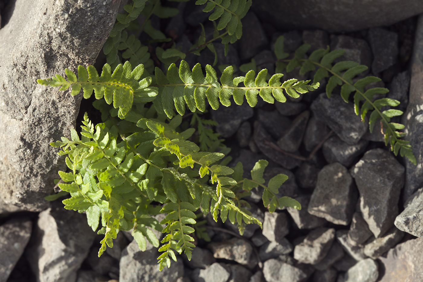 Image of Woodsia polystichoides specimen.