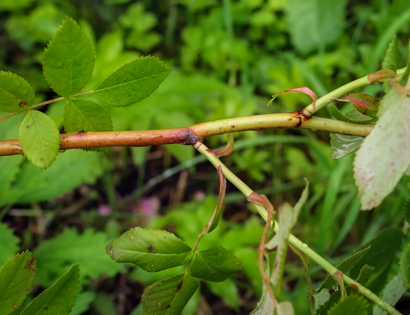 Image of genus Rosa specimen.