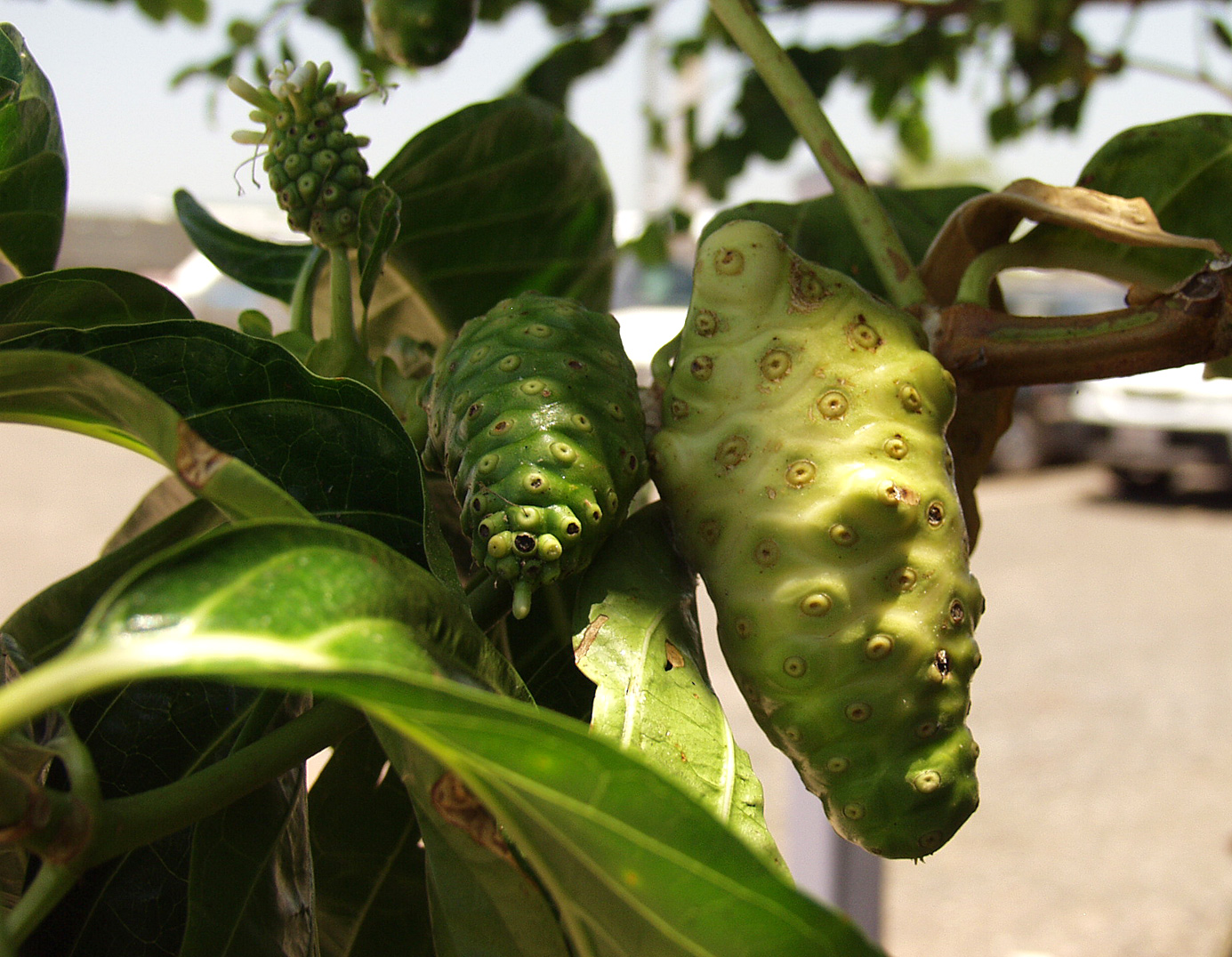 Image of Morinda citrifolia specimen.