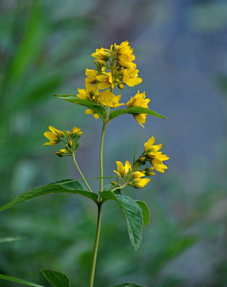 Image of Lysimachia vulgaris specimen.