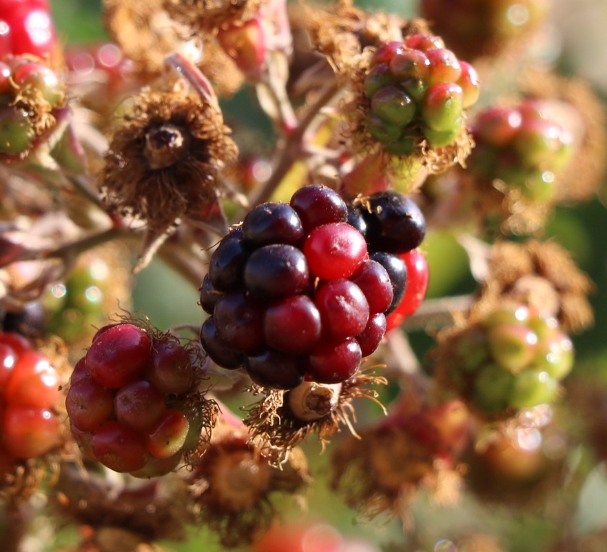 Изображение особи Rubus ibericus.