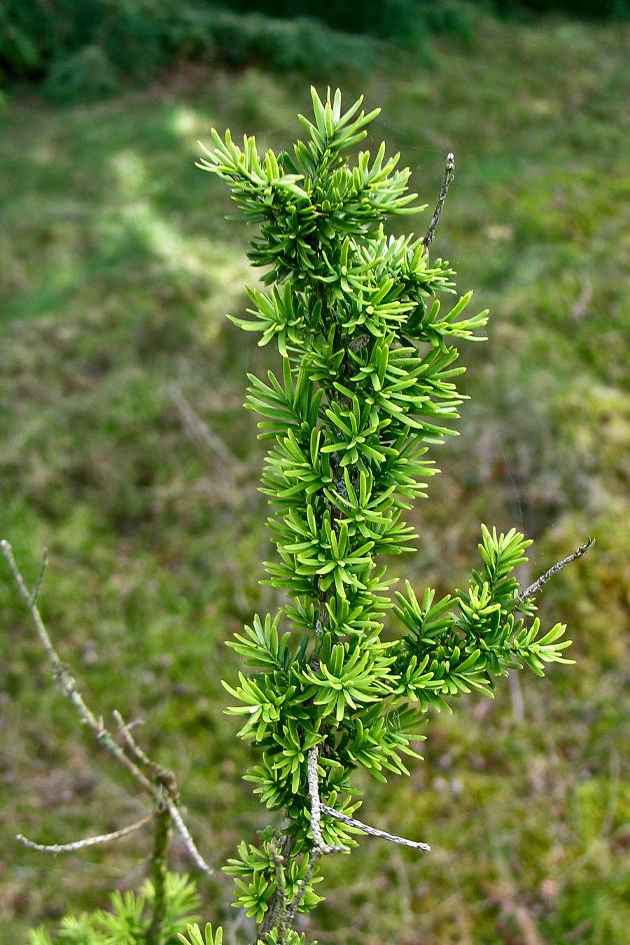 Image of Pseudotaxus chienii specimen.