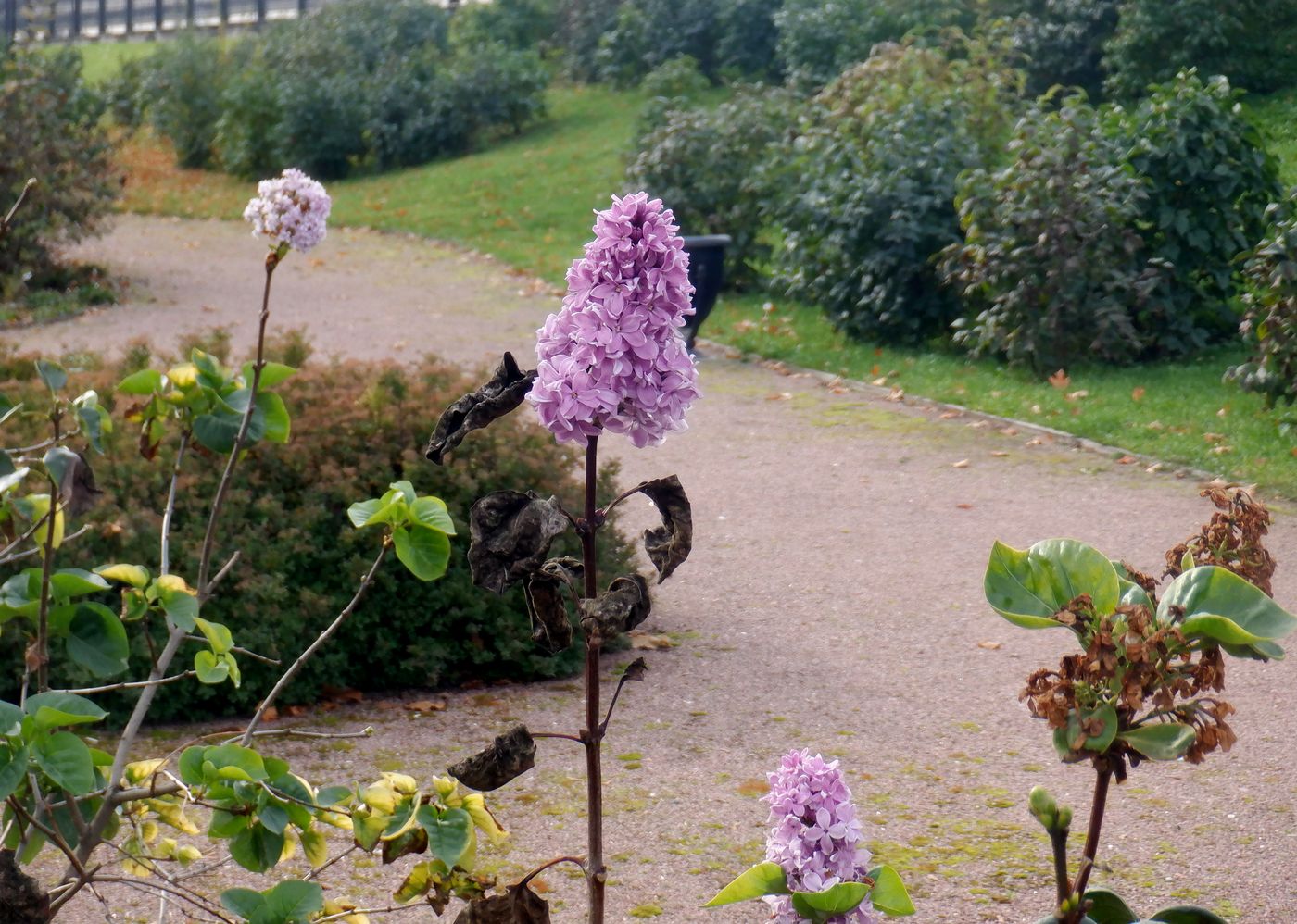 Image of Syringa vulgaris specimen.