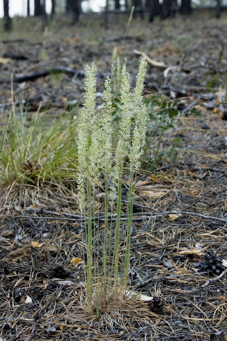 Image of Koeleria macrantha specimen.