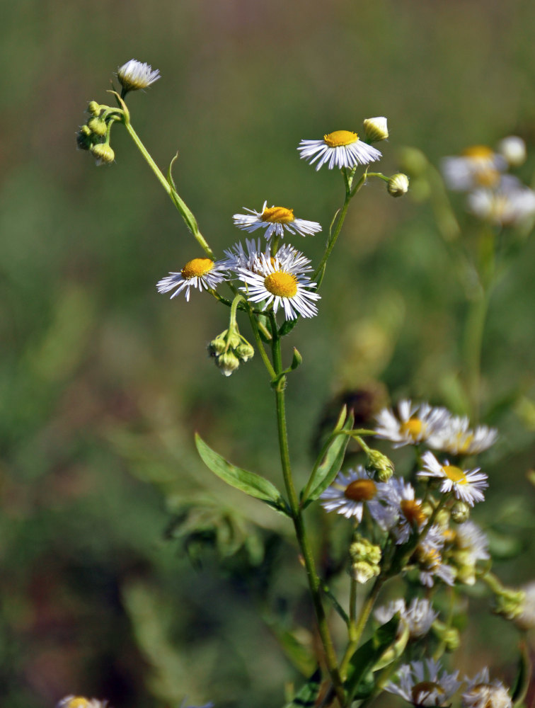 Image of Erigeron annuus ssp. lilacinus specimen.