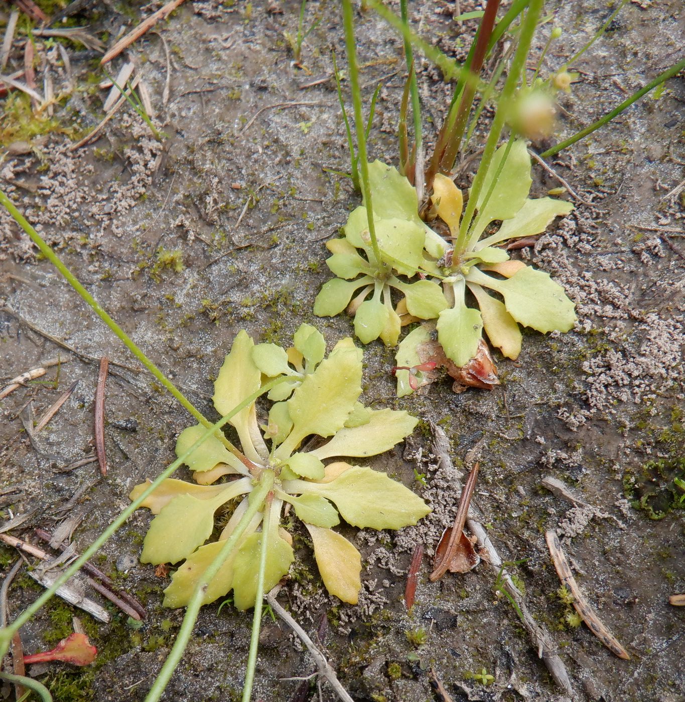 Image of Androsace filiformis specimen.