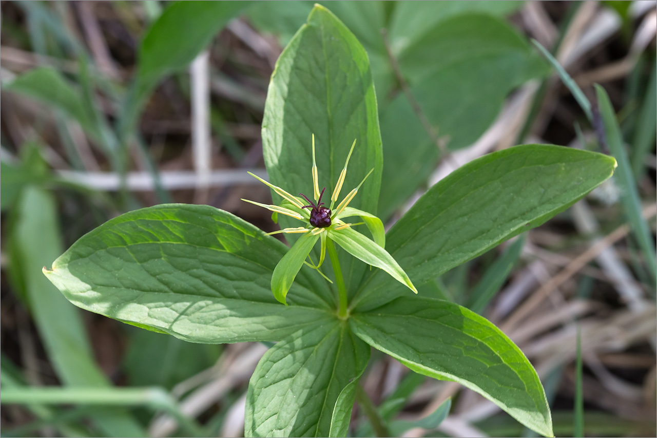 Image of Paris quadrifolia specimen.