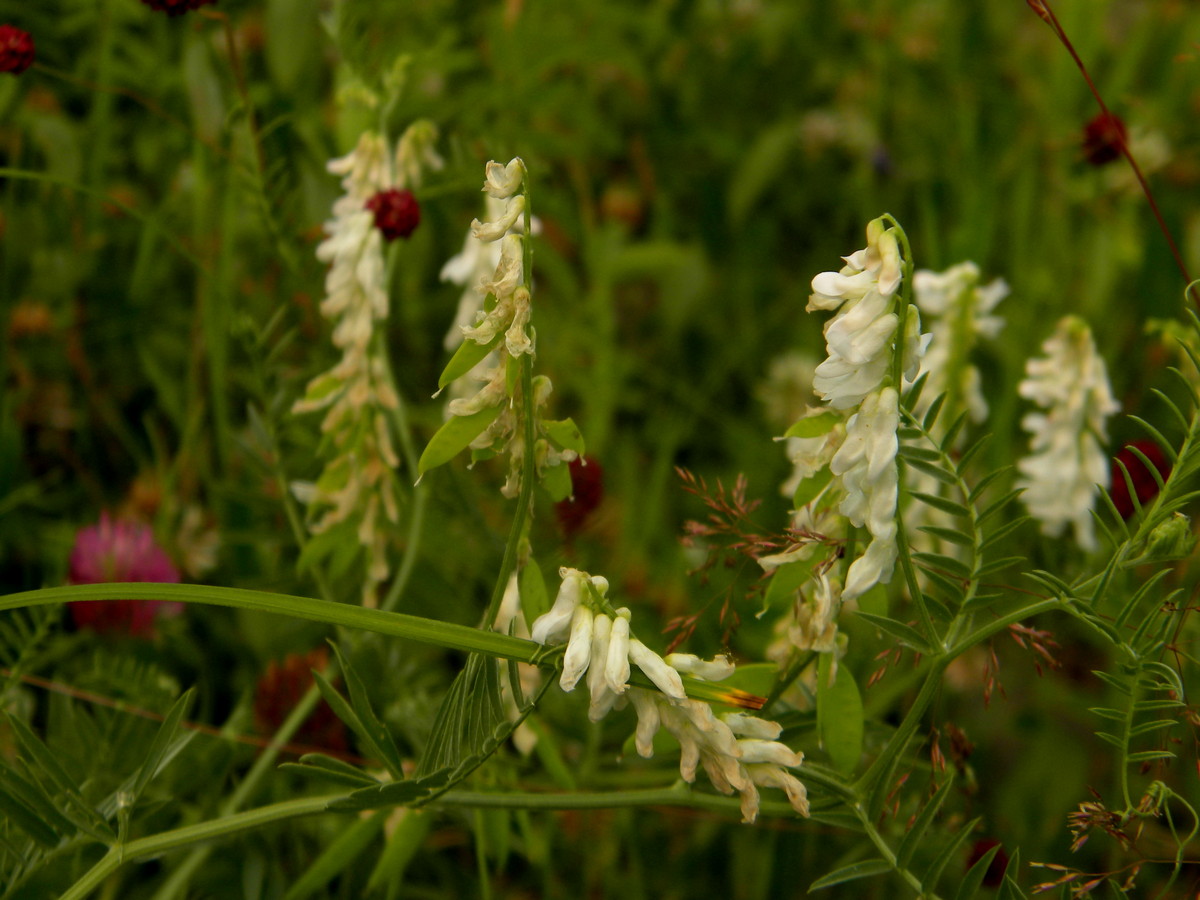 Изображение особи Vicia cracca.