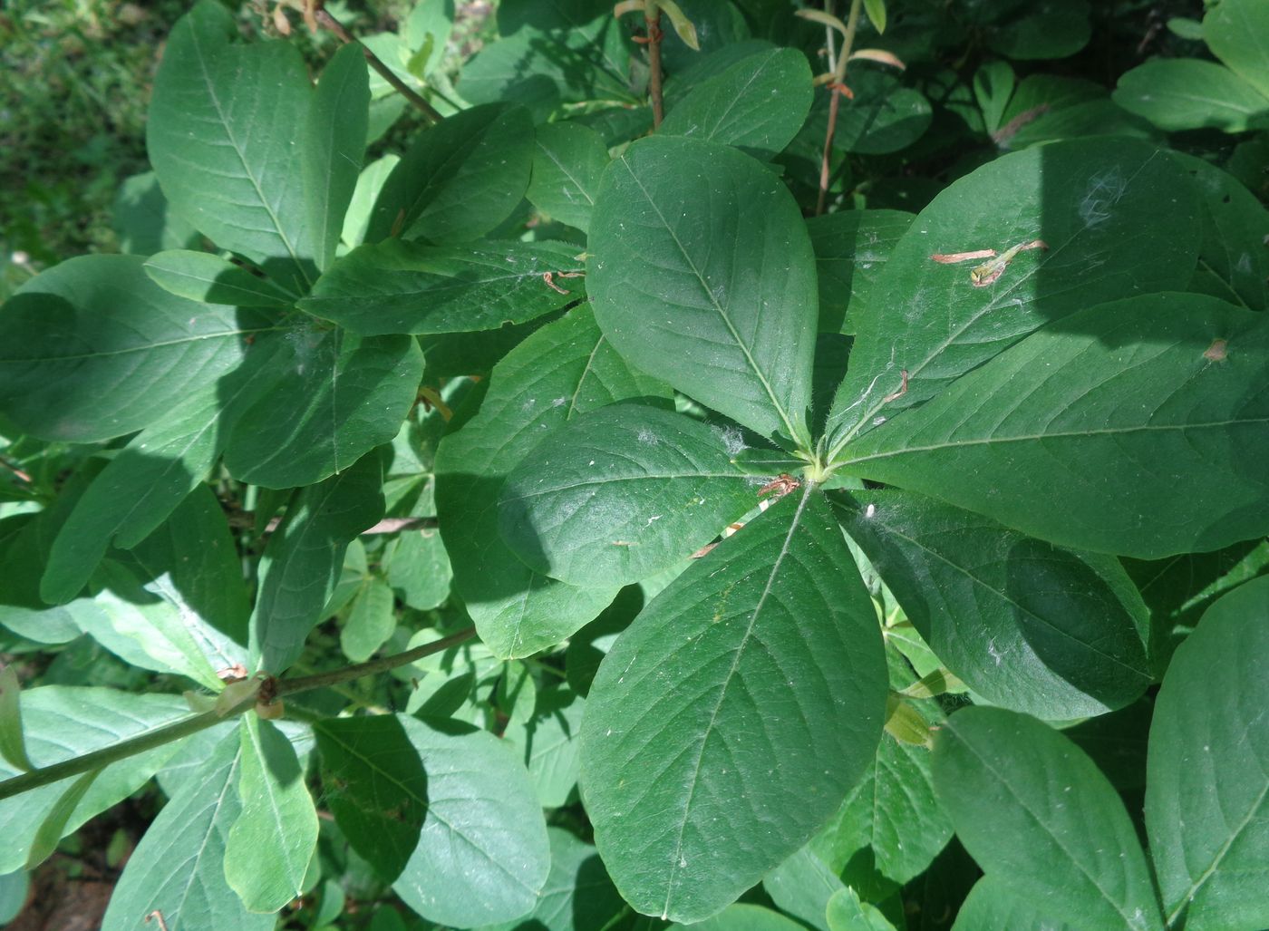 Image of Rhododendron schlippenbachii specimen.