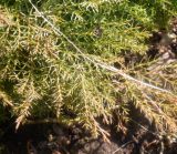 genus Juniperus. Побеги. Тверская обл., г. Тверь, Заволжский р-н, ботанический сад ТвГУ, в культуре. 11 апреля 2020 г.