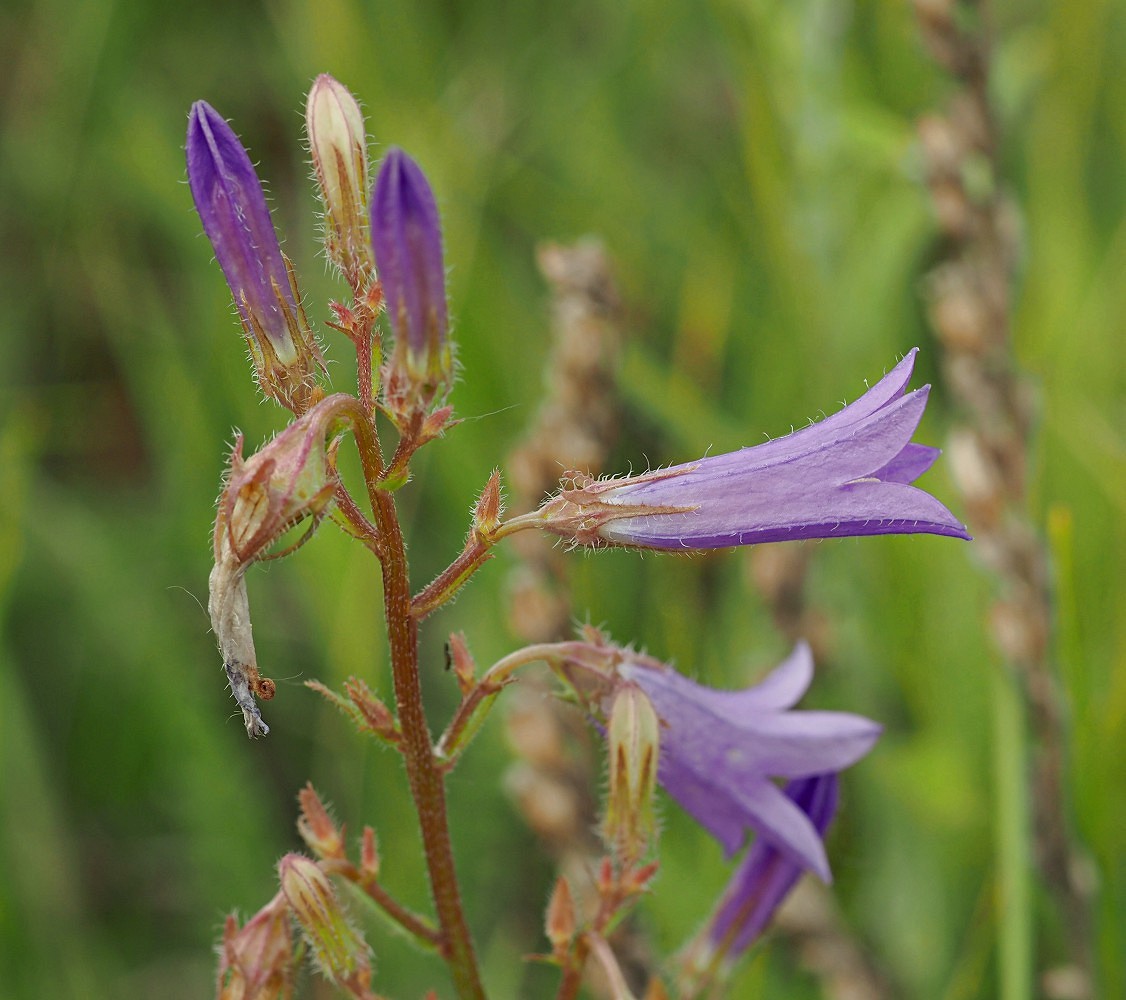 Изображение особи Campanula sibirica.