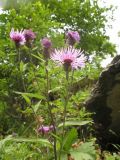 Centaurea salicifolia