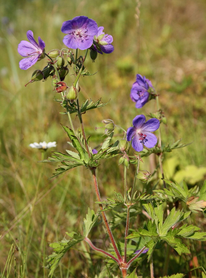 Image of Geranium pratense specimen.