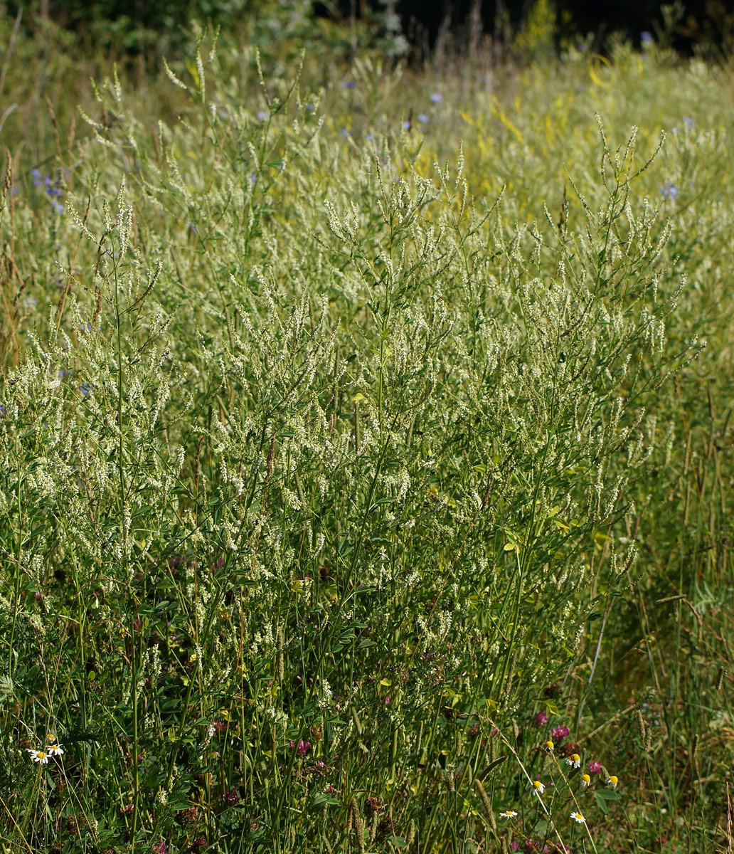 Image of Melilotus albus specimen.