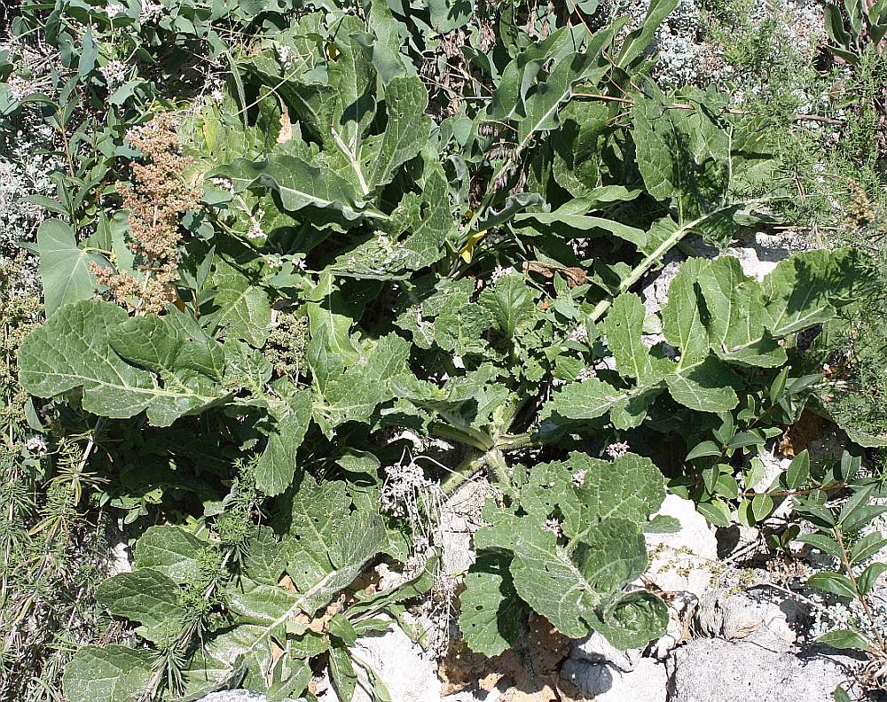 Изображение особи Crambe koktebelica.