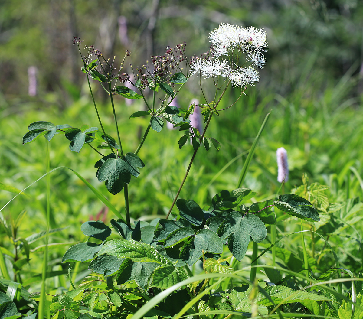 Image of Thalictrum contortum specimen.