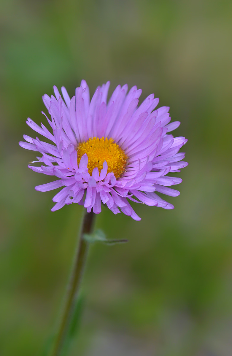 Изображение особи Erigeron venustus.