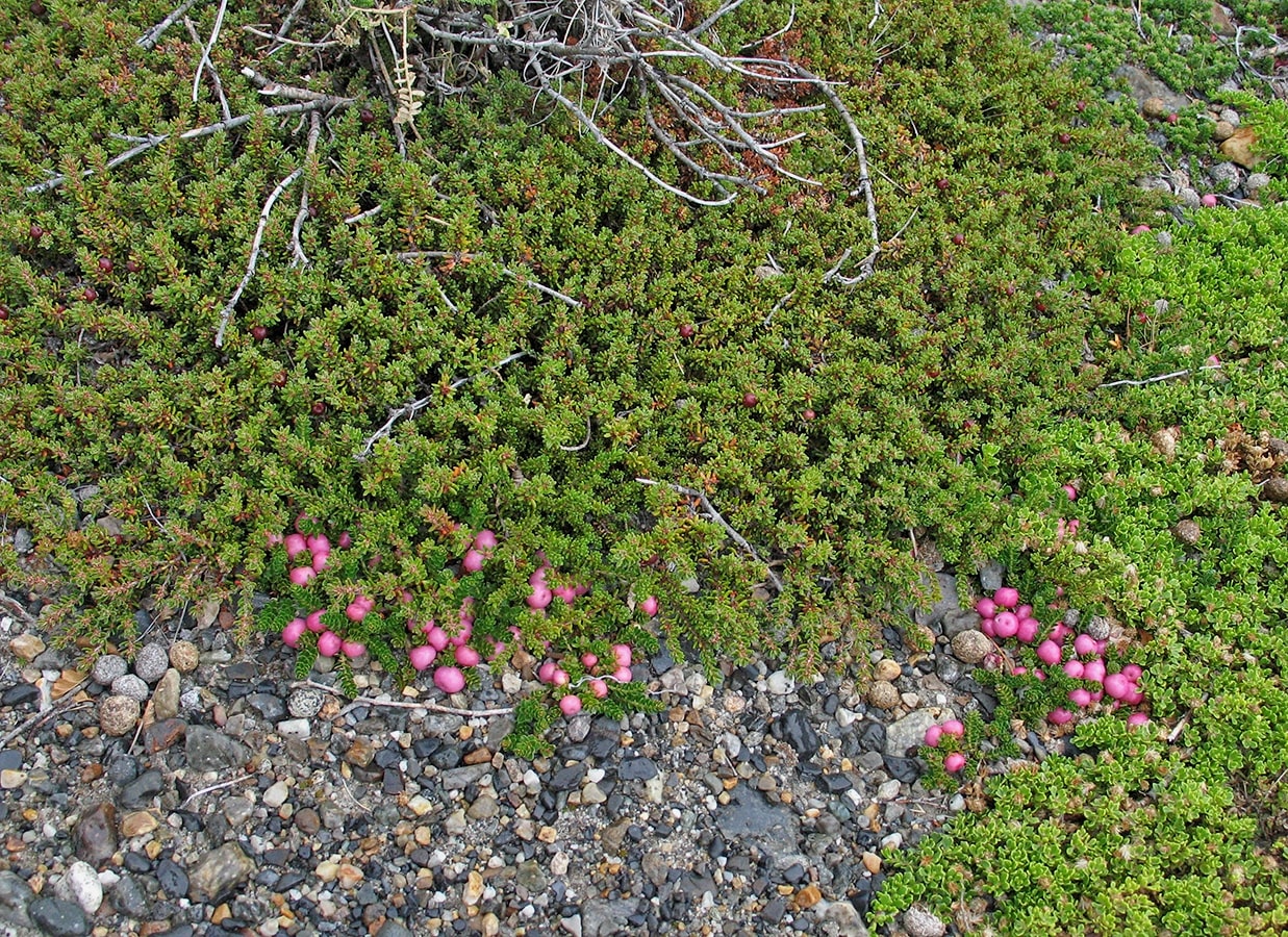 Изображение особи Gaultheria antarctica.