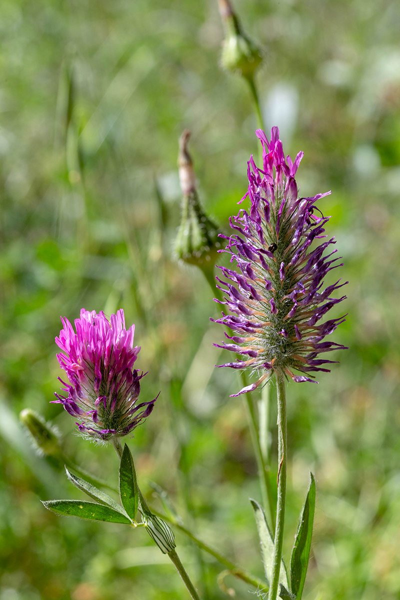 Изображение особи Trifolium purpureum.