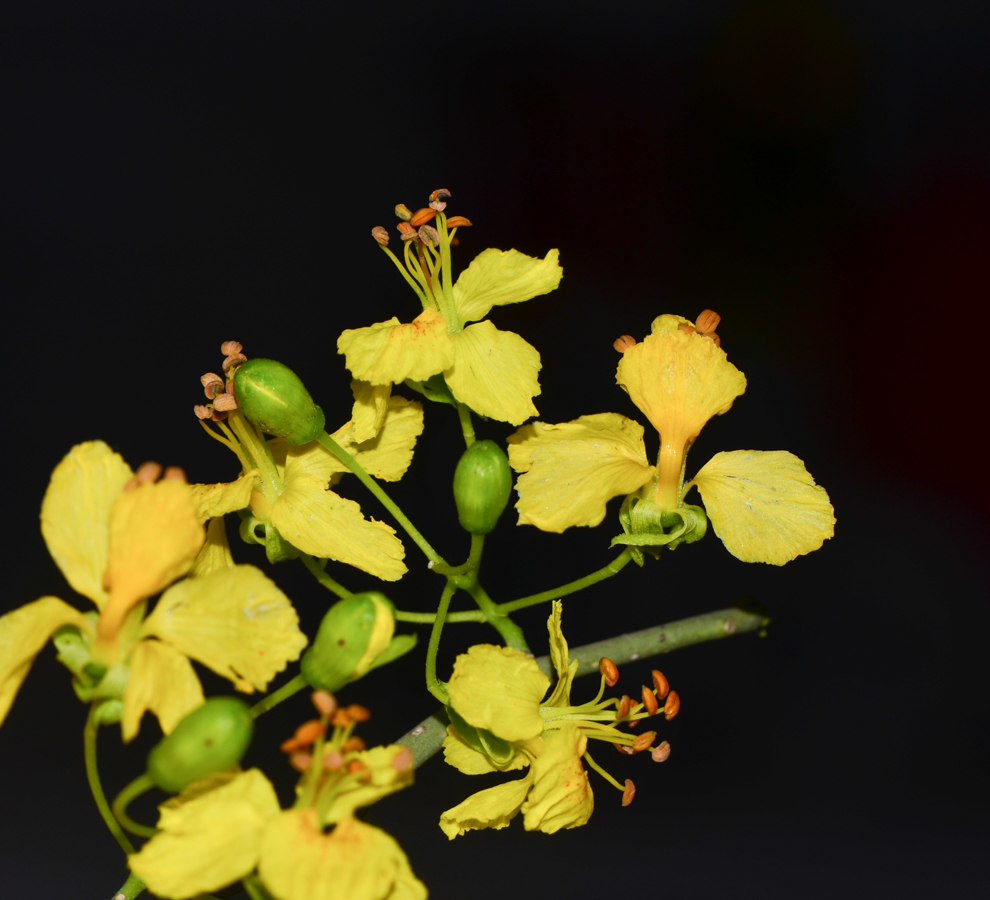 Image of Parkinsonia florida specimen.