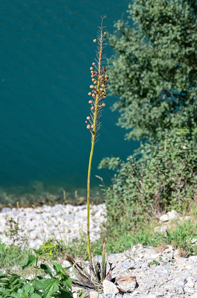 Image of Eremurus fuscus specimen.