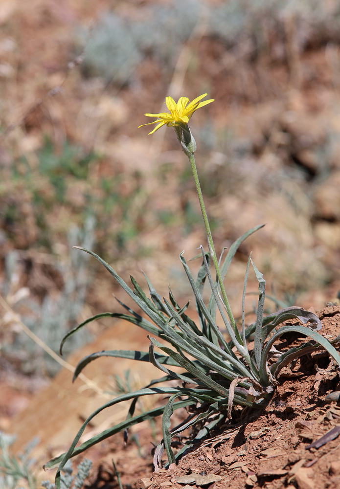 Image of Scorzonera pubescens specimen.