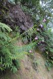 Arundina graminifolia. Цветущее растение. Малайзия, штат Паханг, р-н Рауб, Fraser's Hill, заповедник \"Jeriau Waterfall\". 01.11.2012.