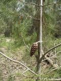 Pinus halepensis. Часть стволика молодого дерева с шишкой. Израиль, предгорья Иудеи, кипарисово-сосновый лес. Середина марта.