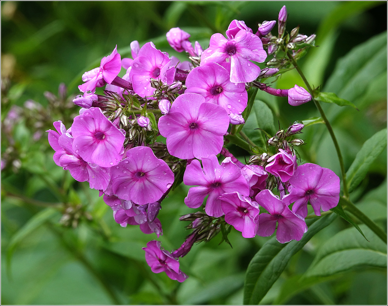 Изображение особи Phlox paniculata.