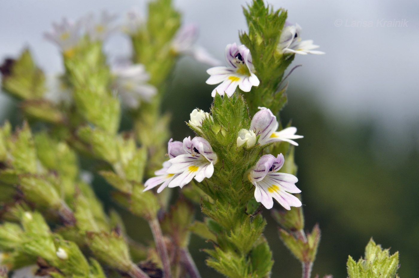 Изображение особи Euphrasia maximowiczii.