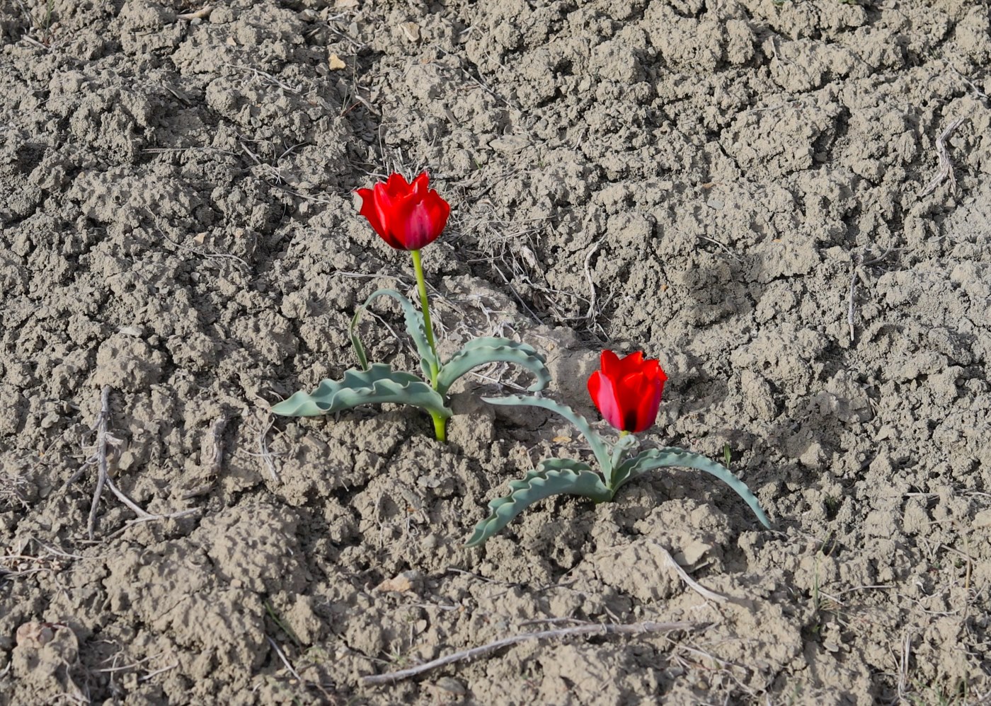 Image of Tulipa micheliana specimen.
